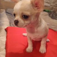 Cuccioli maschi e femmine