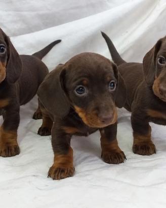 CUCCIOLI BASSOTTI CIOCCOLATO TOY