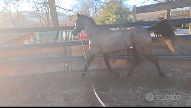 Cavalla olandese KWPN