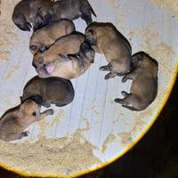 Pastore belga malinois