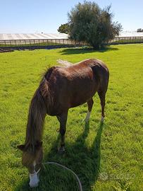 Pony femmina
