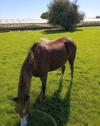 Pony femmina