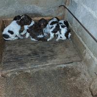 Cuccioli lagotti romagnoli