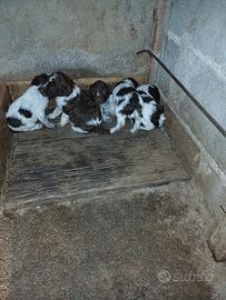 Cuccioli lagotti romagnoli