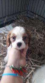 Cavalier king