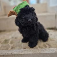 Cani maltipoo nero