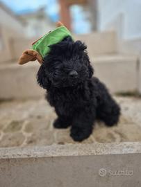Cani maltipoo nero