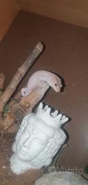 Geco leopardino