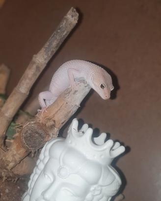 Geco leopardino