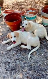 Due cuccioli tenerissimi di 4 mesi in adozione