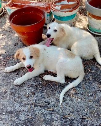 Due cuccioli tenerissimi di 4 mesi in adozione