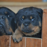 Cuccioli rottweiler zona Eur