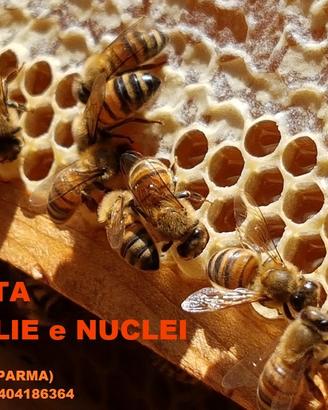 Api - Famiglie o Nuclei di LIGUSTICA