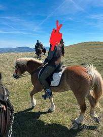 Cavallo haflinger