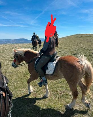 Cavallo haflinger
