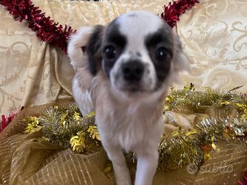 IL NIDO DI PRISCILLA Cuccioli di Chihuahua