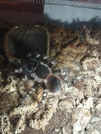 A.Geniculata femmina 