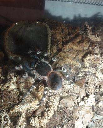 A.Geniculata femmina 