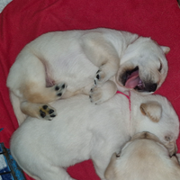 Cuccioli di Labrador Retriever MIELE