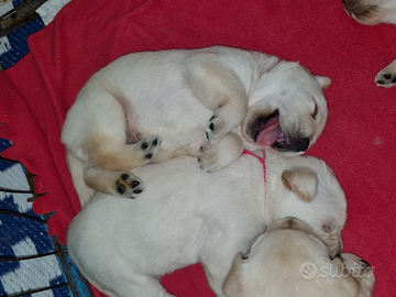 Cuccioli di Labrador Retriever MIELE