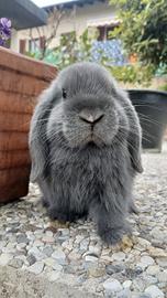 Cuccioli minilop