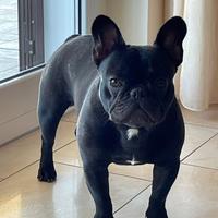 Stallone Bouledogue Francese disponibile per monte