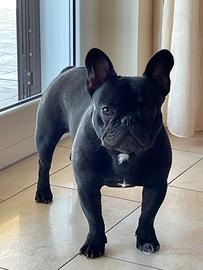Stallone Bouledogue Francese disponibile per monte