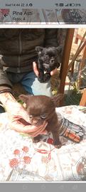Chihuahua incrocio pincher