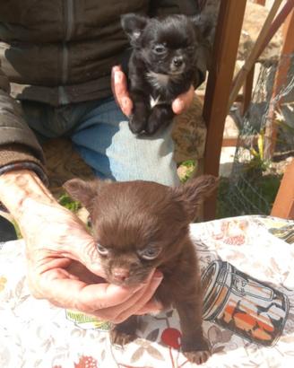 Chihuahua incrocio pincher