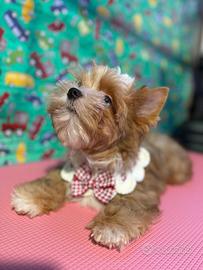 (Yorkshire terrier) RSD