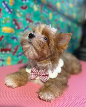 (Yorkshire terrier) RSD