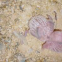 Pulli di cocorite da imbecco