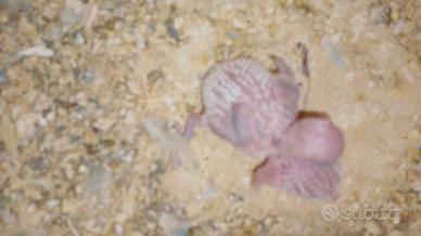 Pulli di cocorite da imbecco