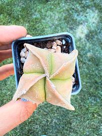 astrophytum mix cactus succulente 