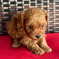 Cuccioli di barbonvini toy maschi femmine