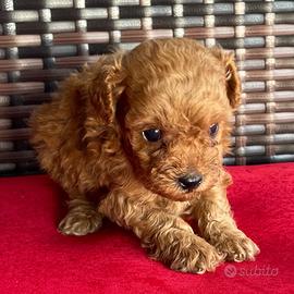 Cuccioli di barbonvini toy maschi femmine