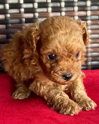 Cuccioli di barbonvini toy maschi femmine