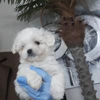 Maltese linea coreana