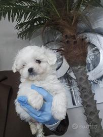 Maltese linea coreana