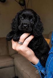 Cocker spaniel inglese