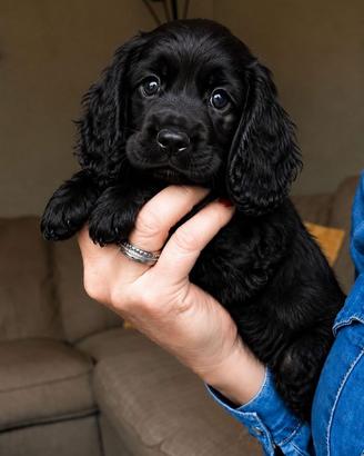 Cocker spaniel inglese