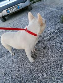 Bulldog francese