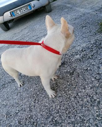 Bulldog francese