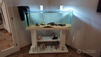 acquario 