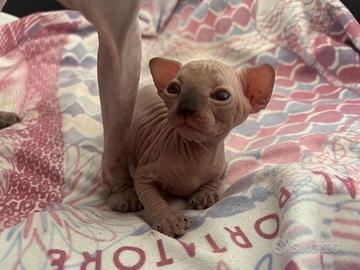 Allevamento gatti Sphynx gatto nudo