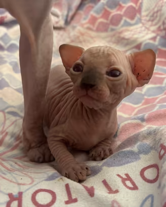 Allevamento gatti Sphynx gatto nudo
