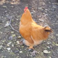 Galline robuste pesanti