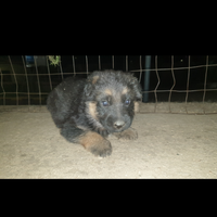 Cuccioli pastore tedesco