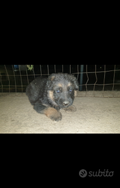 Cuccioli pastore tedesco