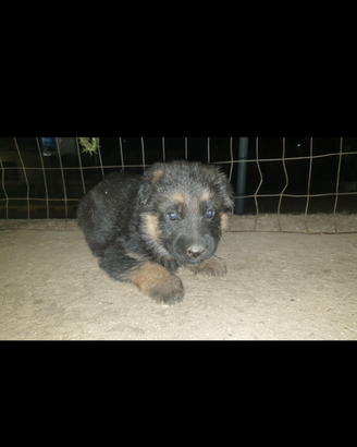 Cuccioli pastore tedesco